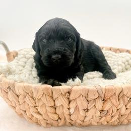 Godiva - Black male Goldendoodle puppy in North Carolina from Tuxedo Mountain Doodles