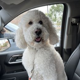 Toby - Poodle