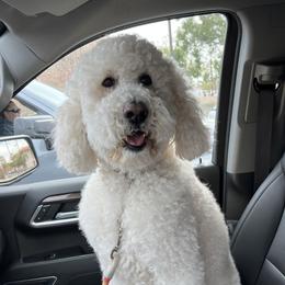 Toby - Poodle