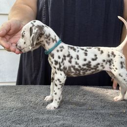 Girl 4 - White and liver brown Dalmatian puppy in Richmond, Virginia from Darrfield
