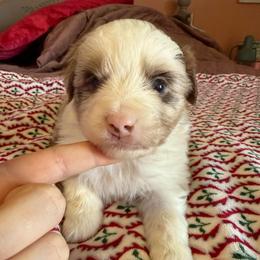 Riot - Red merle male Miniature Australian Shepherd puppy in Gatesville, Texas from Southern Promise Aussie’s