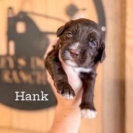 Boy 4 - Chocolate male Labradoodle puppy in Danville, Indiana from Marley’s Doodle Ranch