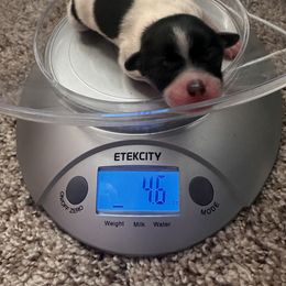Papillon Puppies from Wendy’s Wings