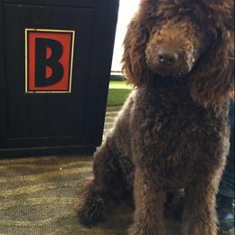 Poodles from Tucker Hill Kennel