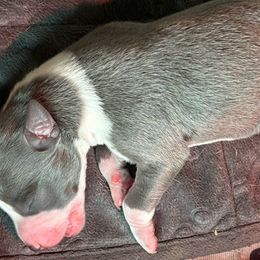 Lincoln - Blue brindle Whippet puppy in Katy, Texas from Texas Diamond Whippets