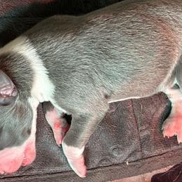 Lincoln - Blue brindle Whippet puppy in Katy, Texas from Texas Diamond Whippets