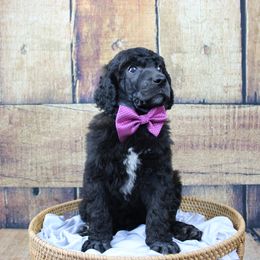 "Boy" Sunfyre "Purple collar" Black abstract - Black Poodle puppy in Hazard, Kentucky from Suited N Booted Standards
