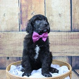 "Boy" Sunfyre "Purple collar" Black abstract - Black Poodle puppy in Hazard, Kentucky from Suited N Booted Standards