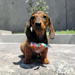 The Charmer - Red male Dachshund puppy in Mountain Grove, Missouri from Blueprint K9 Dachshunds- www.BlueprintK9.com