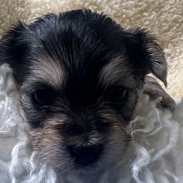 Morkies from CKC MorkiePoo Puppies