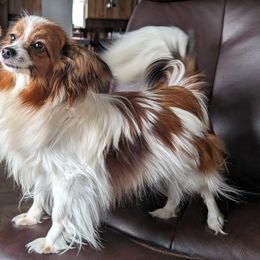 Papillon All Grown Up from Classy Country Papillons