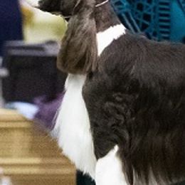 English Springer Spaniels from Suncoast English Springer Spaniels