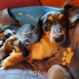 Freida Belle of Yellow Farms - Dachshund