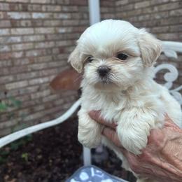 Marshmellow - Cream and white male Shih Tzu puppy in Huntsville, Alabama from Sunnybrook Shih Tzu