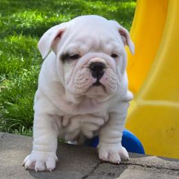 Hera - White female Bulldog puppy in Strongsville, Ohio from Magnifique Bulldogs