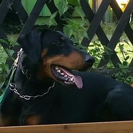Doberman Pinschers from Elaine's Dobermans