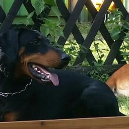 Doberman Pinschers from Elaine's Dobermans