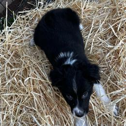 Neva - Black & white female Australian Shepherd puppy in Piedmont, Oklahoma from HeartDriven Aussies