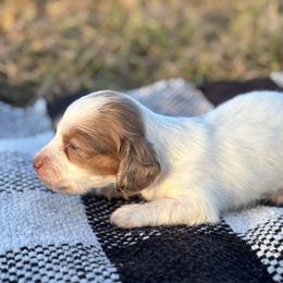 Piebald - Piebald male Dachshund puppy in Crestview, Florida from Neverending Dachies