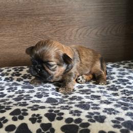 Min Boy - Sable male Shih Tzu puppy in Meadows Of Dan, Virginia from Walt’s Shih Tzus