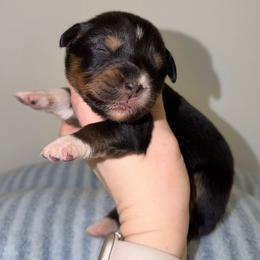 Winterrose - Black tri-color female Australian Shepherd puppy in Anniston, Alabama from All Hale Aussies