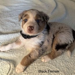 Australian Shepherd Puppies from Aussie Tree-O