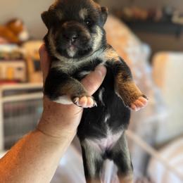 Evie - Black and tan female Shiba Inu puppy in Cypress, Texas from Southern Shibas