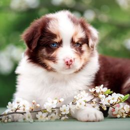 Australian Shepherds from Cali Aussies