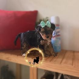Dexter - Black and tan male Yorkshire Terrier puppy in Montgomery County, Alabama from Alabama Yorkies of the South (Sierra’s Yorkshire Terrier Babies)