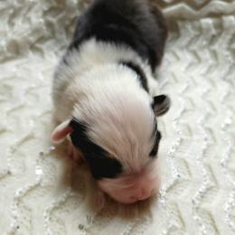 Bass - Black tri-color male Australian Shepherd puppy in Tijeras, New Mexico from Dovehawk Australian Shepherds