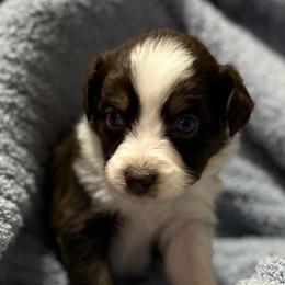 Clarice - Red tri-color female Australian Shepherd puppy in Butler, Georgia from Aussies at Howling Hill Farm