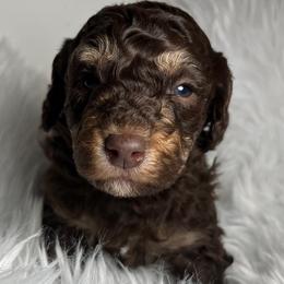 Aussiedoodle and Poodle Puppies from Doodle & Poodle Palace