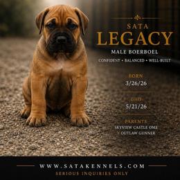Legacy (Orange) - Brown male Boerboel puppy in Delta, Colorado from SATA Kennels