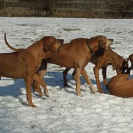Rhodesian Ridgebacks from Regal Rhodesian Ridgebacks