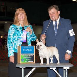 Bulldog and French Bulldog Puppies from DJs Bulldogs