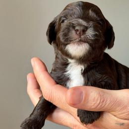 Chocolate Boy - Brown and white male Cockapoo puppy in Fort Gibson, Oklahoma from Waggle Doodles