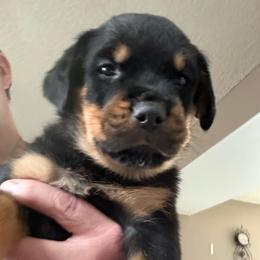 Green boy - Black and mahogany male Rottweiler puppy in Colorado Springs, Colorado from Von Locher Rotties