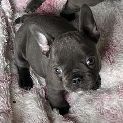 Girl 4 - French Bulldog puppy in Pennsylvania from R & C French Bulldogs