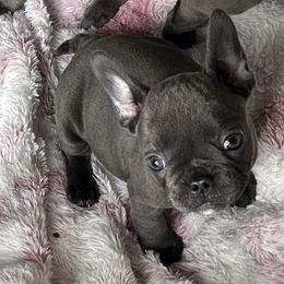 Girl 4 - French Bulldog puppy in Pennsylvania from R & C French Bulldogs