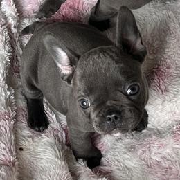 Girl 4 - French Bulldog puppy in Pennsylvania from R & C French Bulldogs