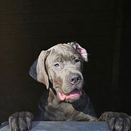 mr black collar - Gray brindle Cane Corso puppy in Florida from LunaLinks Cane Corsos