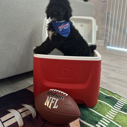 Poodle Puppies from Maison des Caniches