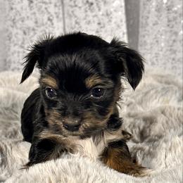 Bean - Black and tan male Yorkshire Terrier puppy in Denver, Colorado from Melrey's paws