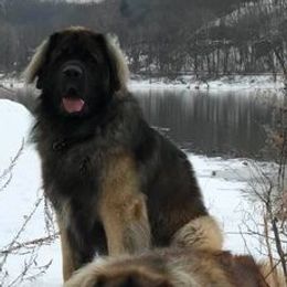 Leonbergers from Bryggeri Leonbergers