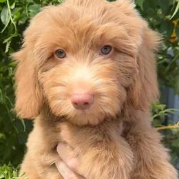 Toadette - Red  female Goldendoodle puppy in Tucson, Arizona from Adored Poodle & Doodles
