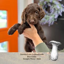 King Oyster - Blue Collar - Chocolate male Goldendoodle puppy in Garland, Texas from Twilight Doodles