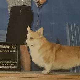 Pembroke Welsh Corgis from Susanne Haug's Pembroke Welsh Corgis