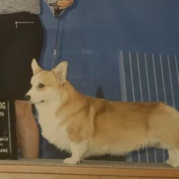 Pembroke Welsh Corgis from Susanne Haug's Pembroke Welsh Corgis