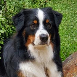 Shelby - Australian Shepherd