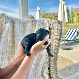 Blanche - Black female Bernedoodle puppy in Yuba City, California from Ranch House Doodles